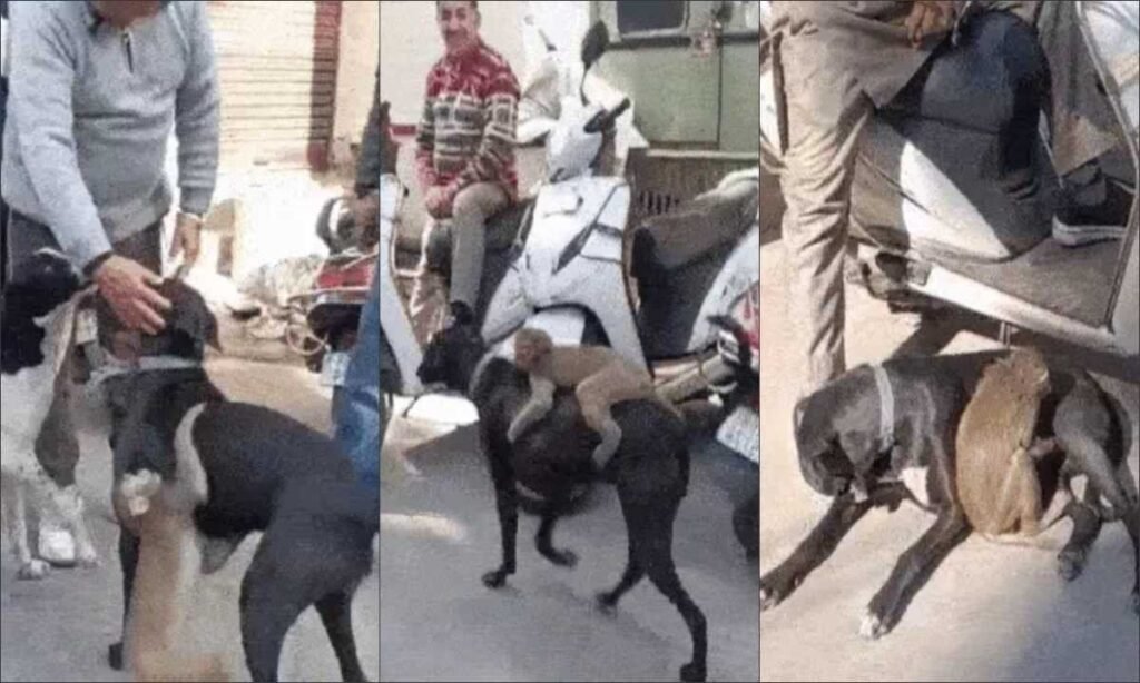 Jalandhar Viral Video: जालंधर में फीमेल डॉग और बंदर की अनोखी दोस्ती, हो रही है वायरल Jalandhar Money Dog Friendship Viral Video - Hindi News Express